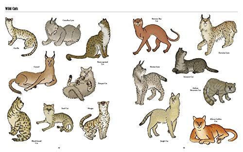 Big Cats Little Cats