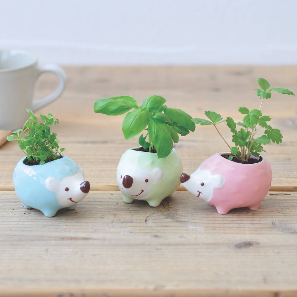 Hedgie Green - Assortment 3 Colors/Styles