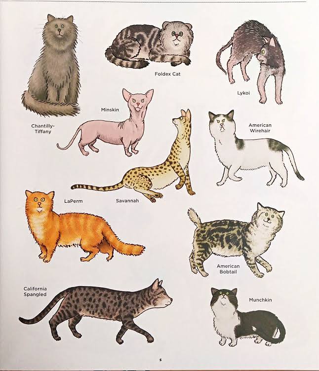Big Cats Little Cats